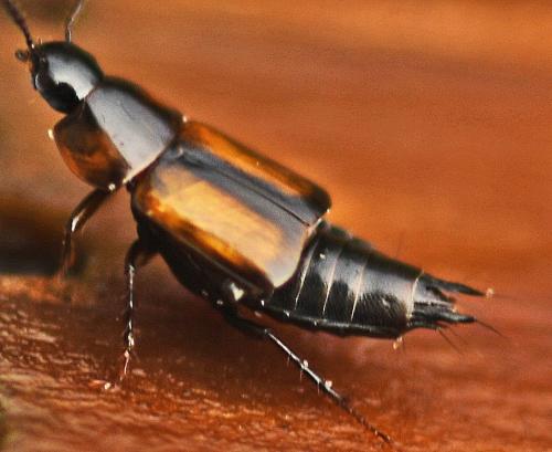 Réf. 334 944 : Tachinus subterraneus